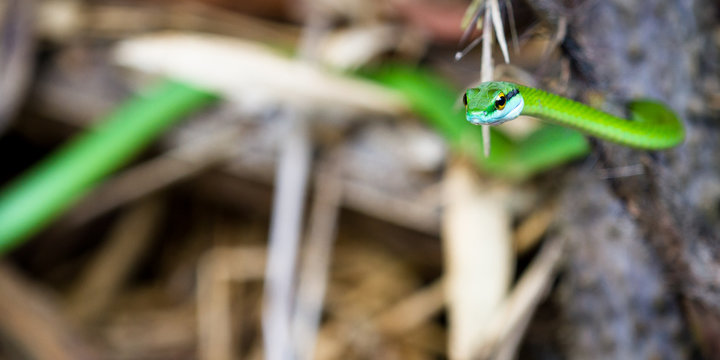 Leptophis ahaetulla or Parrot snake