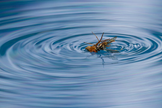 spider killing wasp