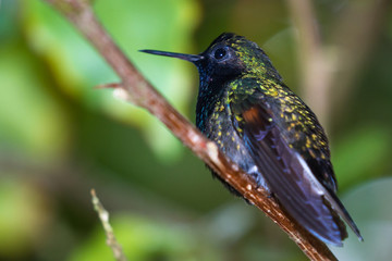 Black bellied hummingbird - Eupherusa nigriventris