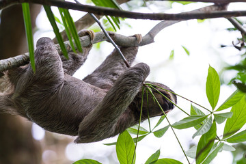 three toed sloth in Costa Rica © wollertz