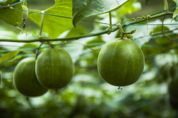 Momordica grosvenor fruits