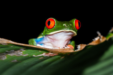 Red-Eyed Tree Frog - Agalychnis callidryas