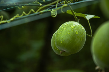 Momordica grosvenor fruits