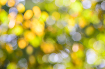 blurred fall nature background