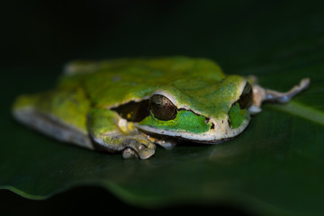 masked frog or masked rock frog Litoria personata