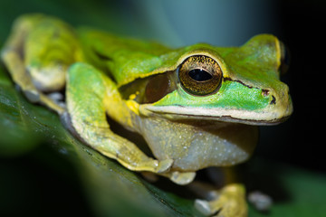 masked frog or masked rock frog Litoria personata