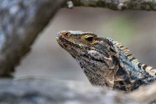 large lizard in Costa Rica