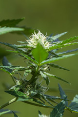 healthy cannabis plant