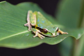 masked frog or masked rock frog Litoria personata