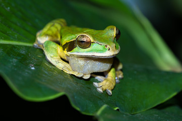 masked frog or masked rock frog Litoria personata