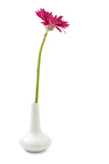 single gerbera  flower pink on vase isolated on white background