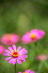 Obraz premium beautiful flower