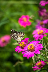 butterfly and flower