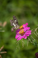 Fototapeta na wymiar butterfly and flower