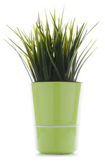 Decorative grass in flowerpot isolated