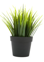 decorative grass in flowerpot isolated