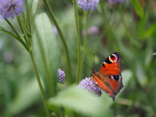 butterfly and flower