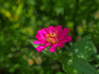 Obraz premium beautiful flower