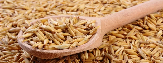 Plexiglas foto achterwand Organic oat grains with wooden spoon, healthy nutrition © ratmaner