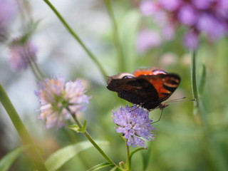 butterfly and flower