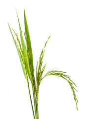 Fototapeta na wymiar green spike rice Isolated