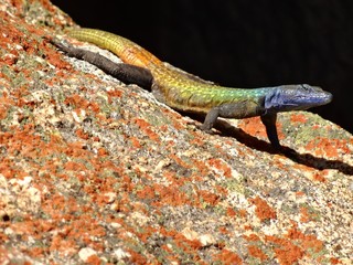 Naklejka na ściany i meble Colorful male lizard on rock with red lichens