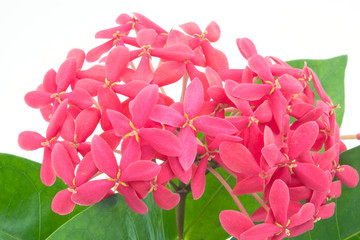 red ixora beauty and green leaf  isolate on white background,red spike flower