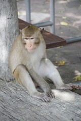monkey in garden