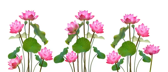 Afwasbaar Fotobehang Lotusbloem Lotus flower on white background.