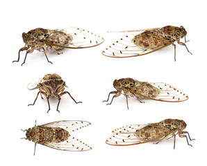 cicada isolated on white background