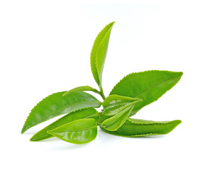 Obraz premium Green tea leaf on white background