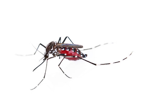 Mosquito isolated on white background