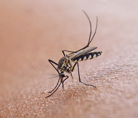 Mosquito sucking blood