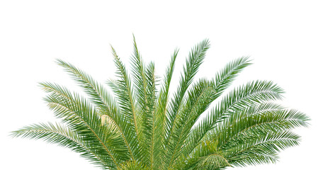 Naklejka premium coconut leaves on white background