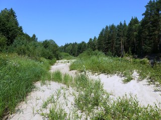 Песчаный берег, зарастающий травой © fengmolong
