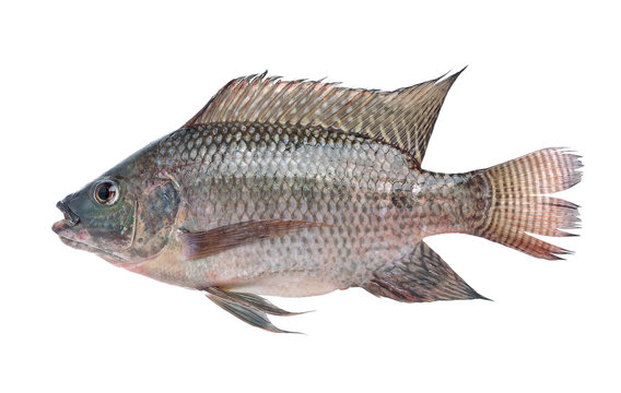 fish,Oreochromis nilotica  isolated on white background