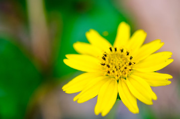 yellow flower
