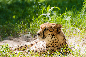 cheetah