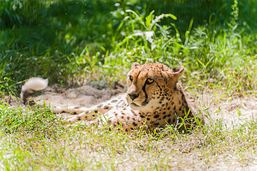 cheetah