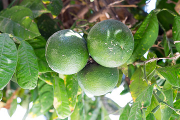 Green Mandarin hanging on the tree