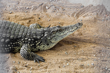 Huge crocodile basking in the sun