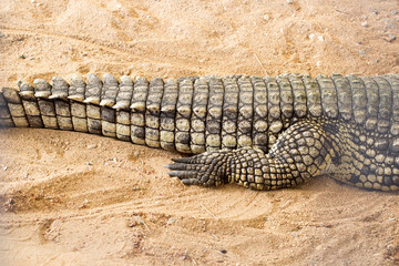 Huge crocodile basking in the sun