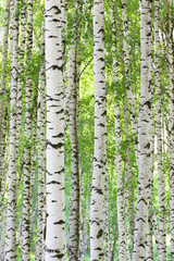 summer in birch forest - 120924171