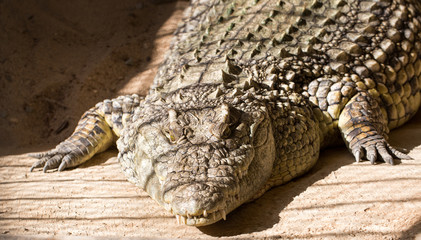 Huge crocodile basking in the sun