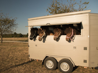 Vier Pferde im offenen Pferdeanhänger