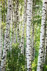 Panele Szklane Podświetlane  letni las brzozowy