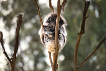 Fototapeta premium Australian koala bear sleep