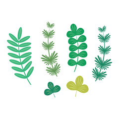 Seaweed vector illustration leaf