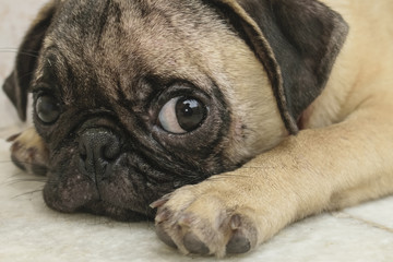 Cute pug dog lying on floor with wide eyes expression