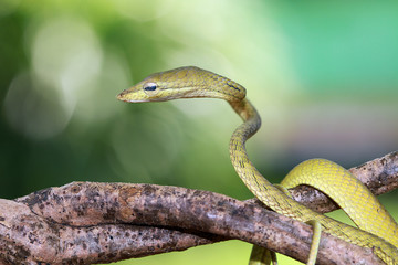 Tree snakes